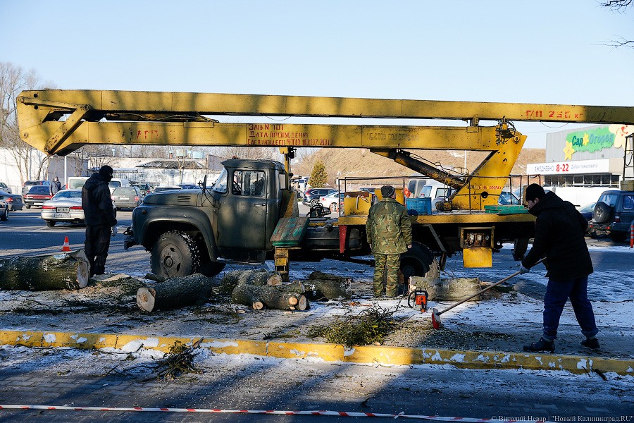 Машков: в 2017-м только один муниципалитет посадил больше деревьев, чем вырубил 