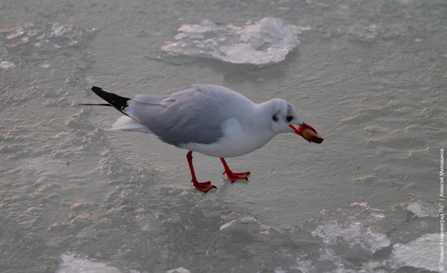 "Сцены у моря": фоторепортаж "Нового Калининграда.Ru"