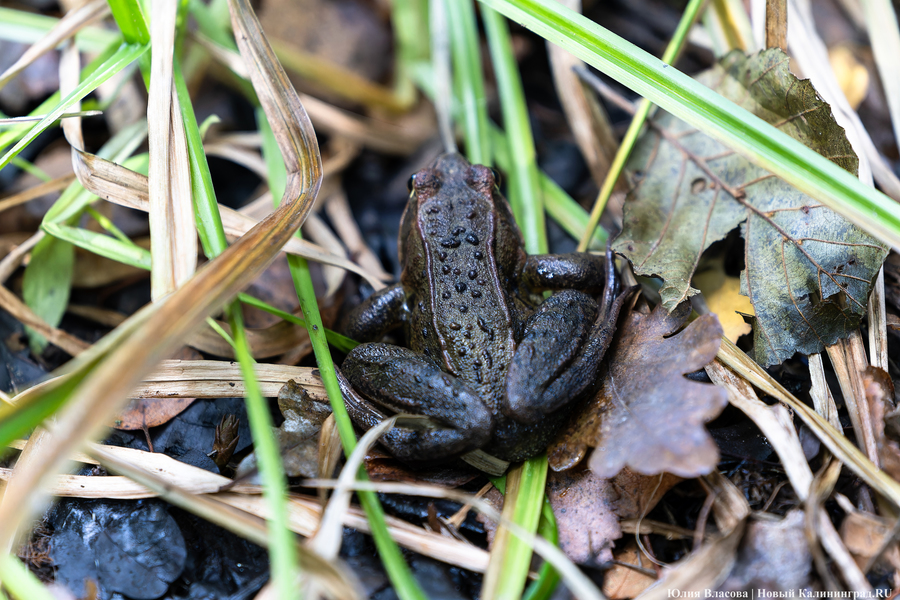 Они пошли: фоторепортаж с открытия «тихой охоты» в Калининградской области (фото)