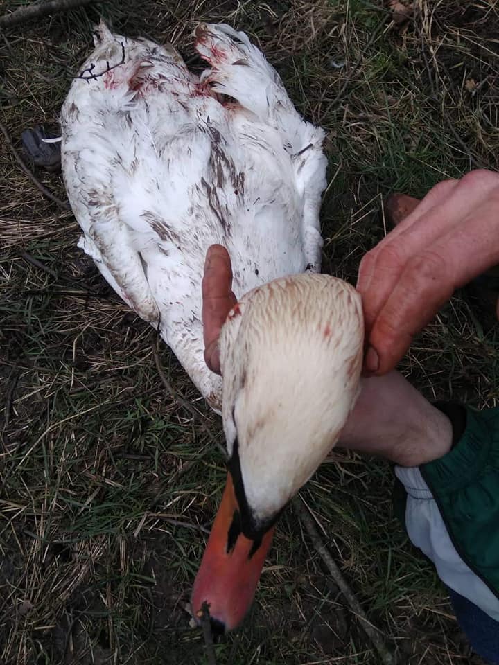 В Калининграде обнаружили израненного лебедя. Птицу усыпили