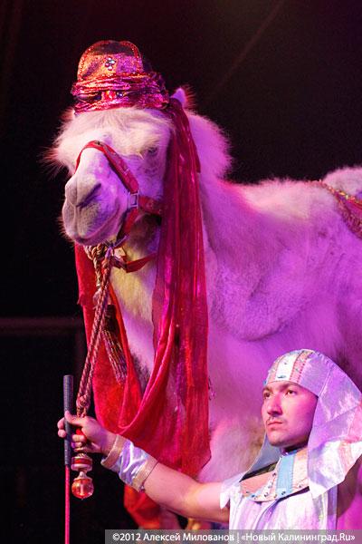 «Цирк в подарок»: фоторепортаж c премьеры цирковой программы