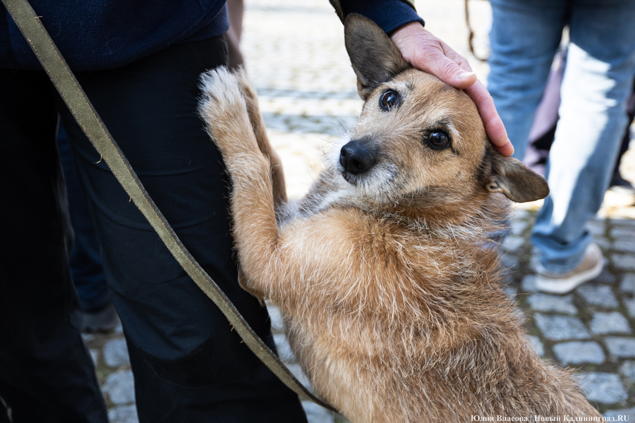 В защиту братьев меньших: в Калининграде прошёл митинг против убийства животных (фото)