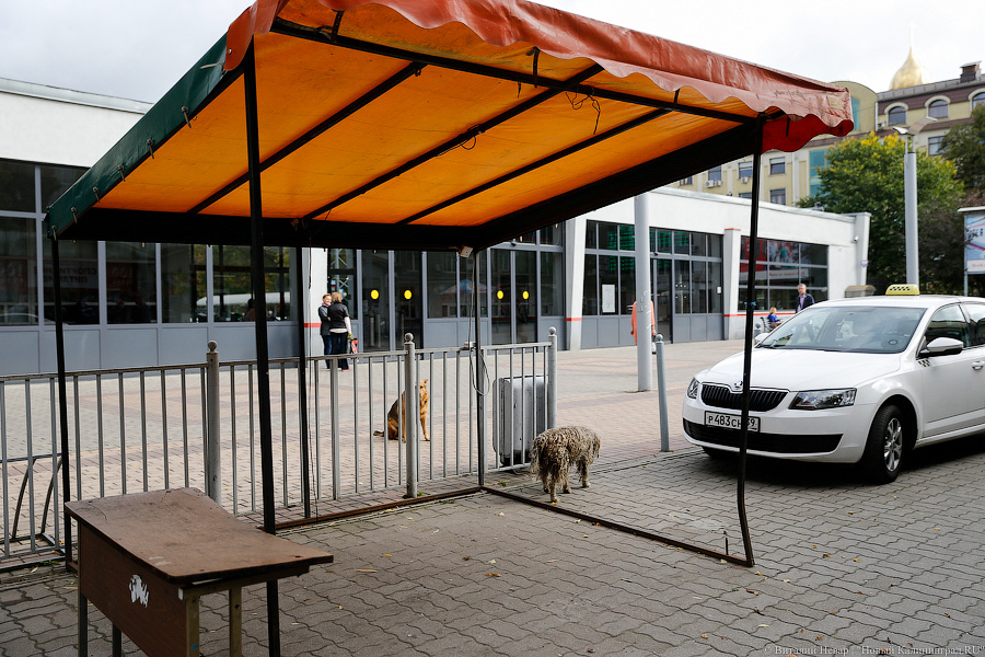 «Куда потом, воровать?»: Калининград на пороге новой палаточной войны