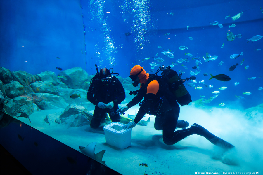 Музей-корабль, музей-планета: экскурсия по корпусу-шару «Планета Океан»