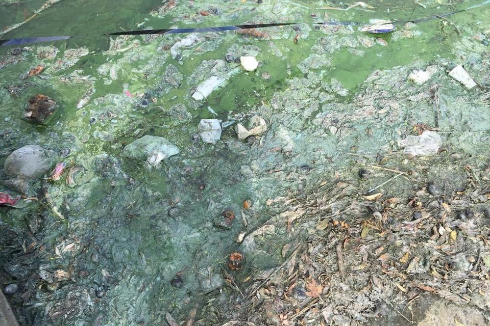 Поверхность Нижнего озера в Калининграде покрылась вонючей зелёной жижей (фото)