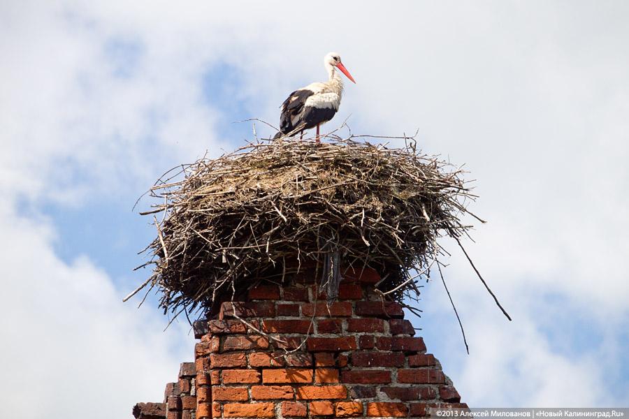 Заваренный вход и ажурные решетки: судьба кирхи в Знаменске после консервации