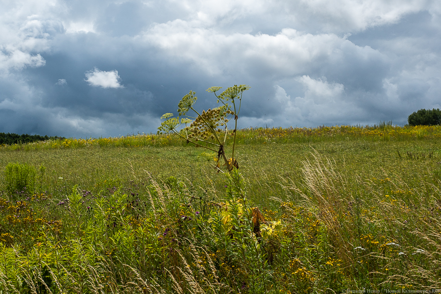 Из Озерского района ушли «Нов-Агро», но пришли «Атлантис» и «Долгов Групп»