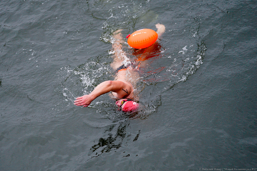 День моржа: как пловцы пытались защитить экосистему Преголи (фото)