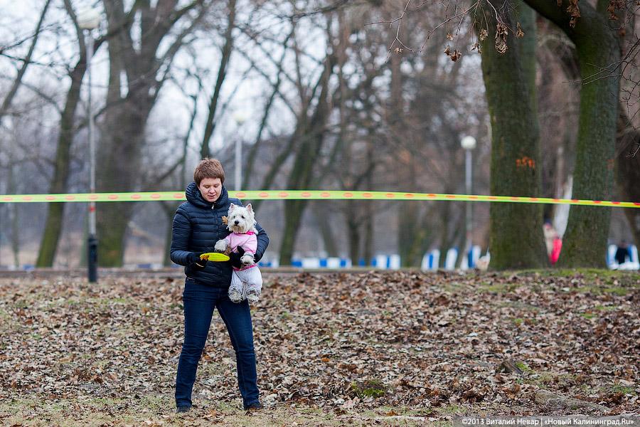 «Зубастые ловцы»: фоторепортаж с соревнований по дог-фрисби