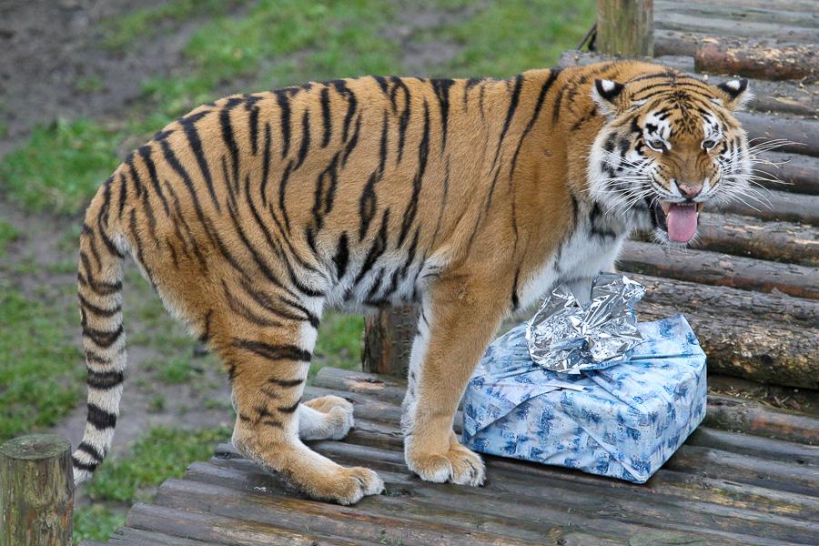 Конина к году Лошади: зоопарк раздал животным любимые лакомства