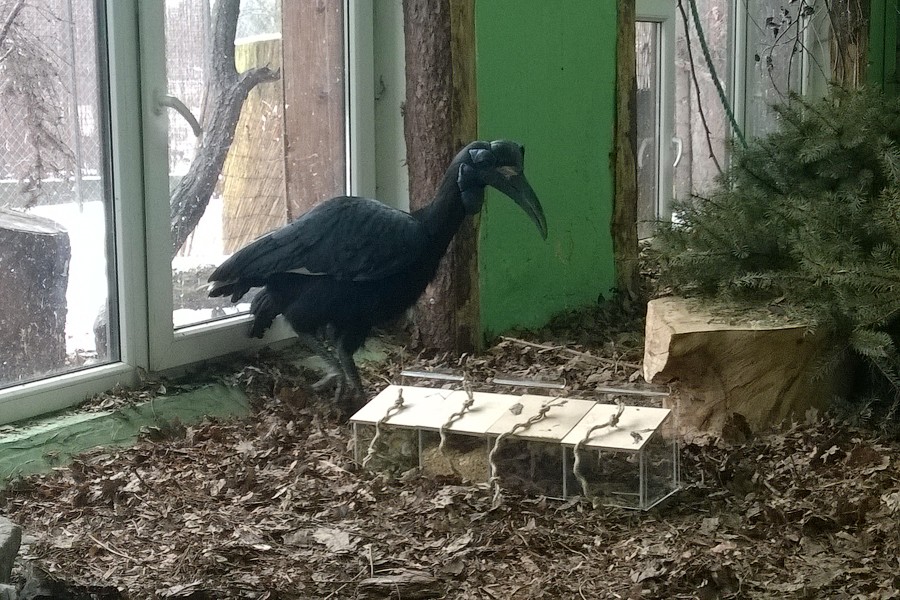 В зоопарке Калининграда рогатым воронам устроили интеллектуальный тест