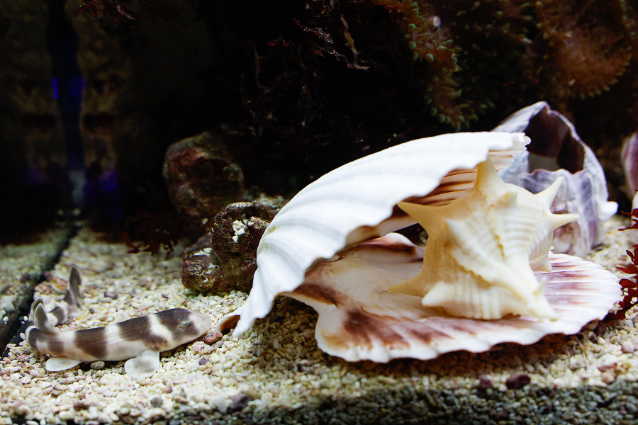 Baby Shark: в Музее Мирового океана родились «акулята-котята» (фото)