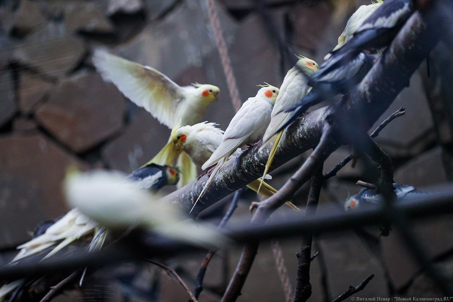 В зоопарке открыт Дом тропической птицы. Посмотрите на жако и спящего трубкозуба