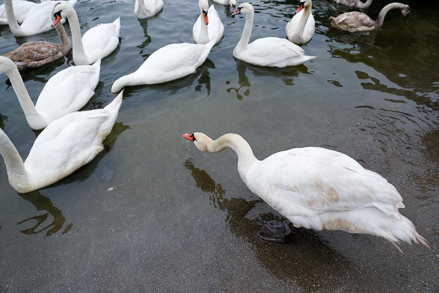 Военно-морской лебедь: зимовка птиц в Балтийске (фото)