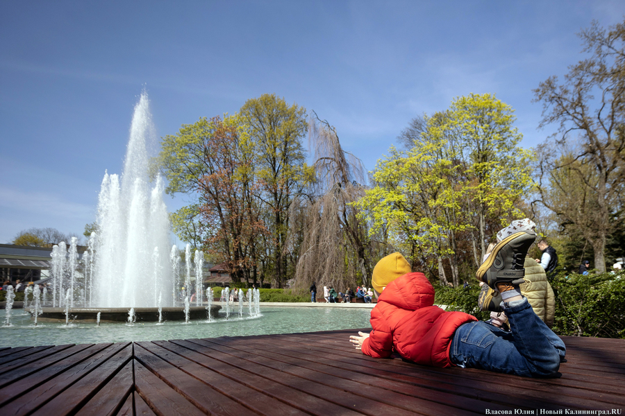 «Быки» и «младенцы»: в Калининграде начался сезон фонтанов (фото)