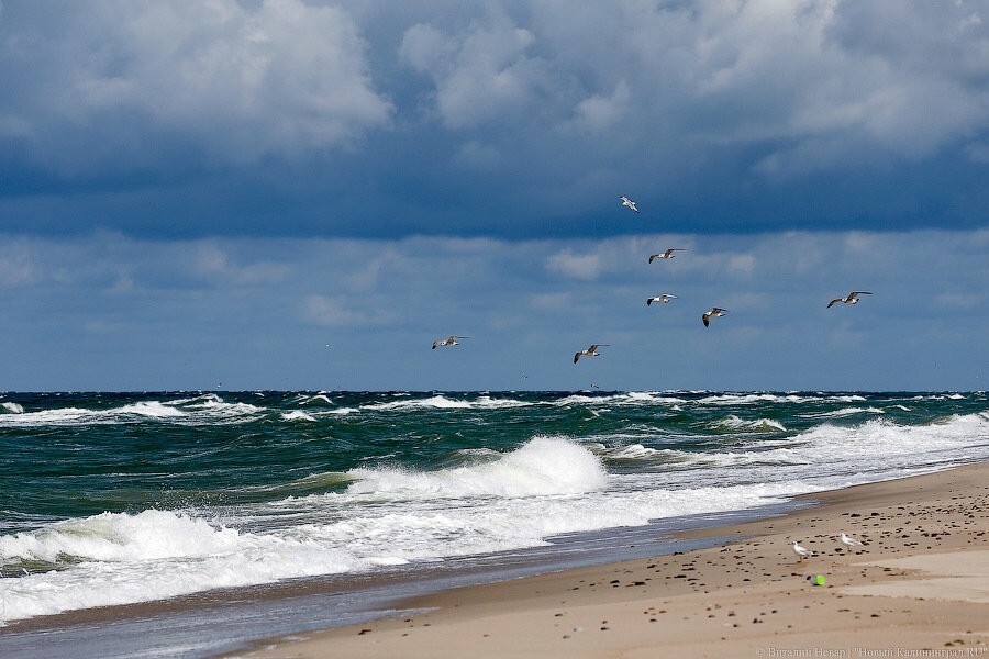 В Гданьске из-за опасных водорослей вновь закрывают пляжи