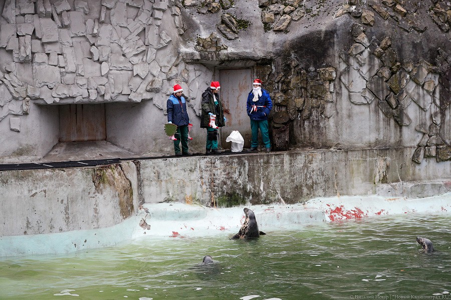 Сюрпризы для зверей: в зоопарке поздравили животных с Новым годом (фото)