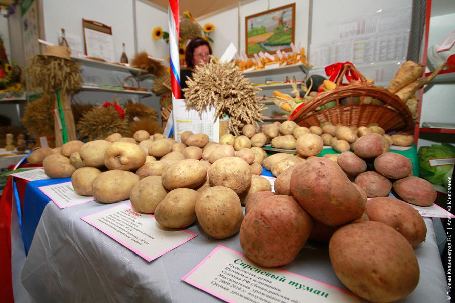 "Агропром-2010": фоторепортаж "Новый Калининград.Ru"