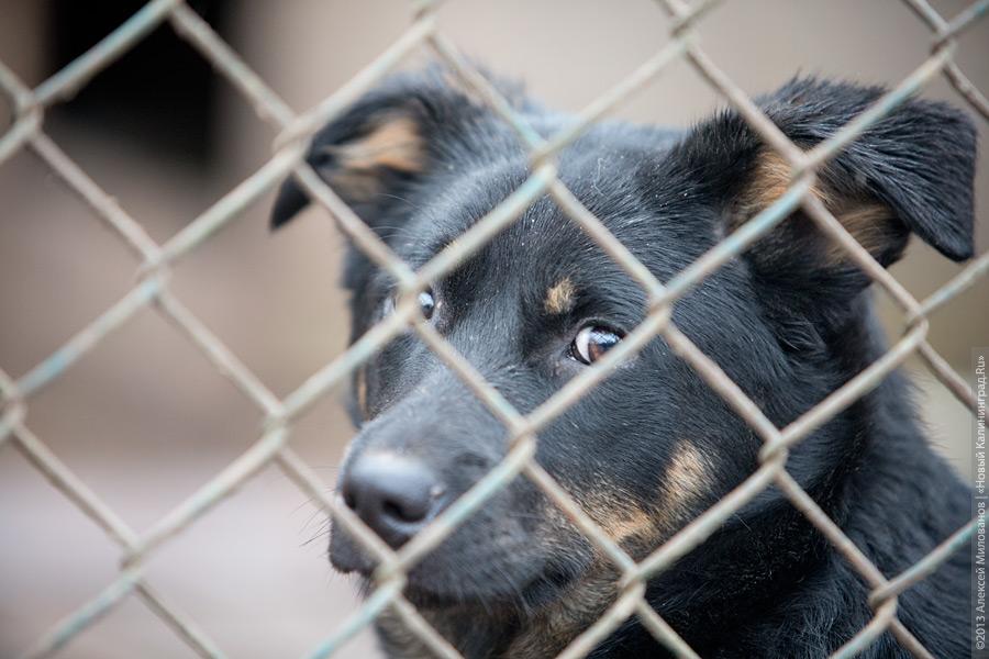 Три этажа собак: как в одной конюшне разместились 70 бездомных животных