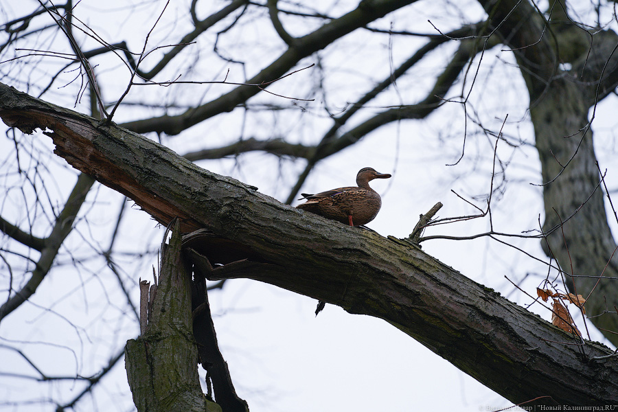 Приказное импортозамещение, цены на сигареты и полёты за рубеж: нововведения апреля