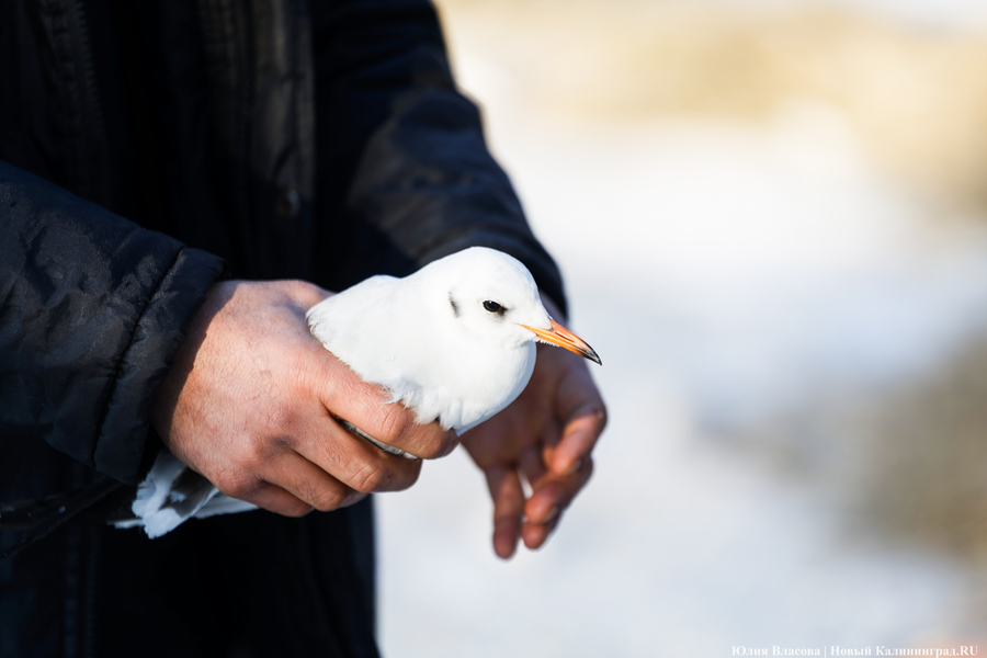 Ледяной плен: в парке Зеленоградска спасают замерзающих уток (фото)