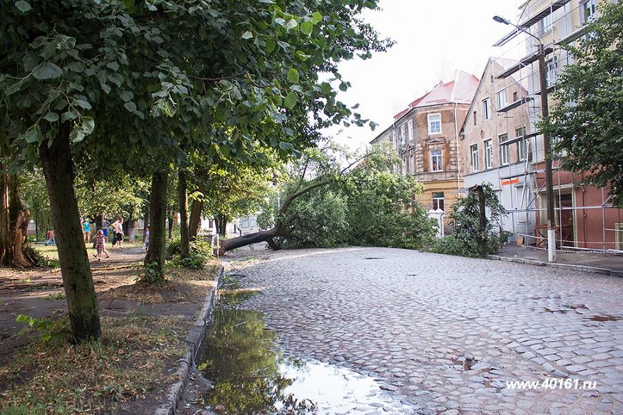 В Советске ураган повалил не меньше десятка деревьев (фото)