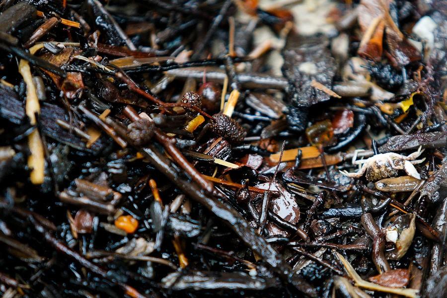 В набежавшую волну: как ловят янтарь на Балтике (фото)