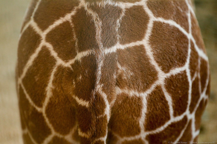 Любит веточки и маму: фоторепортаж из павильона, где живет новорожденный жираф (фото)