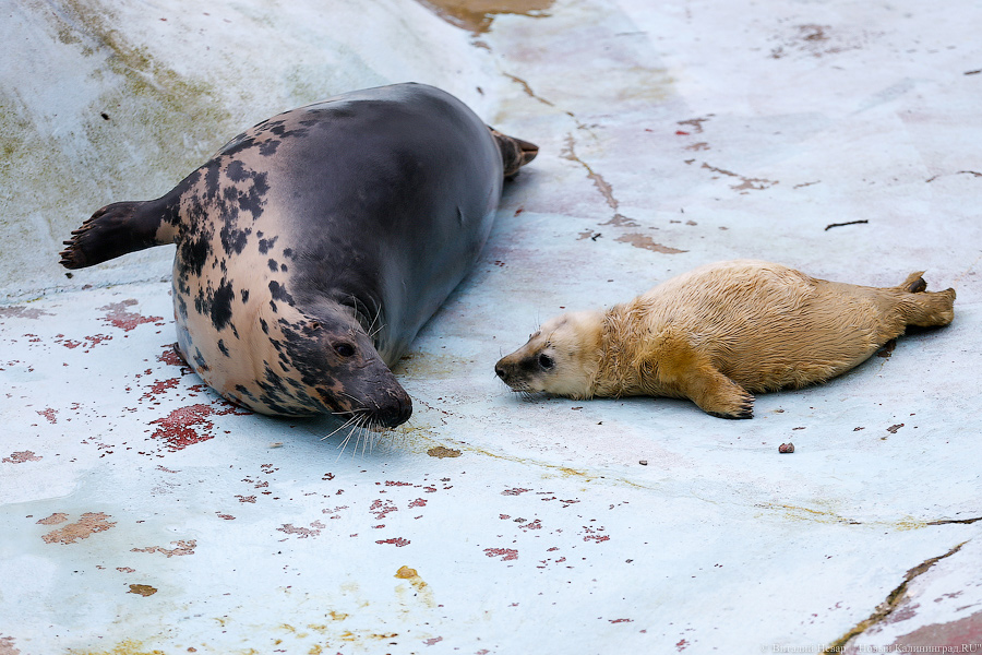 Мама, это я: в Калининградском зоопарке родились три тюлененка