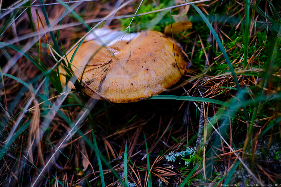 Под Космодемьянским спасатели отыскали заблудившуюся в лесу 85-летнюю женщину