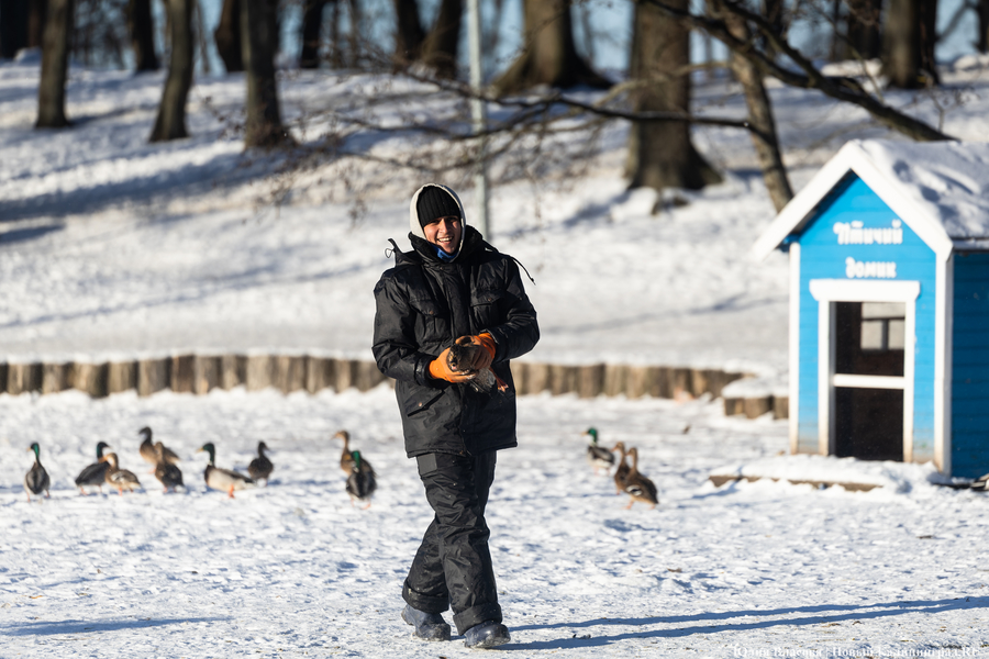 Ледяной плен: в парке Зеленоградска спасают замерзающих уток (фото)