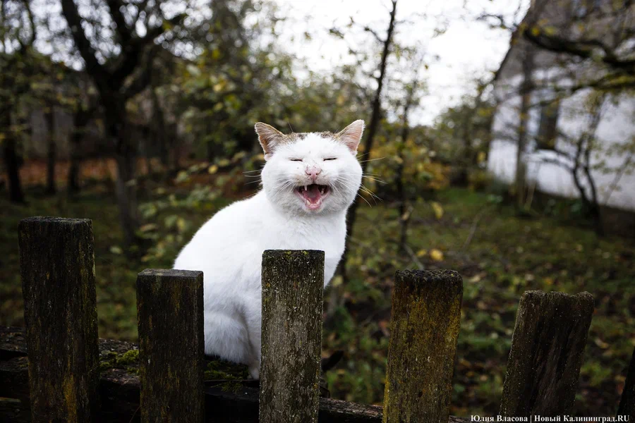 Синоптики рассказали о резком похолодании и вероятности мокрого снега
