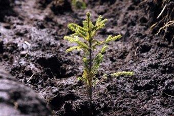 Цуканов и Оргеева посадили ели в лесу под Светлым 