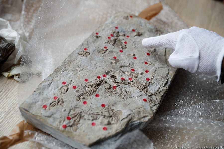 Облако планктона: в Музее Мирового океана готовят выставку актуального искусства