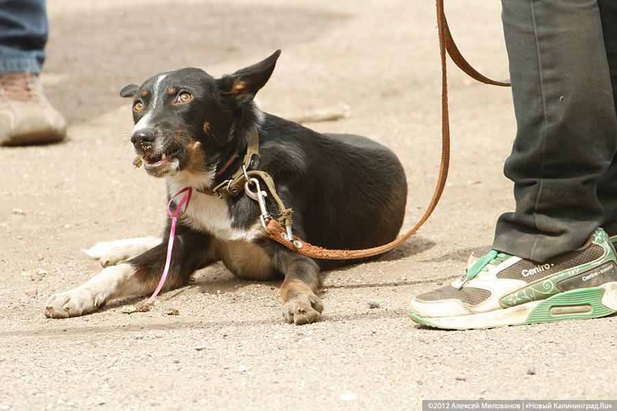 «Чистокровные двортерьеры»: фоторепортаж с выставки собак «Дворянское собрание»