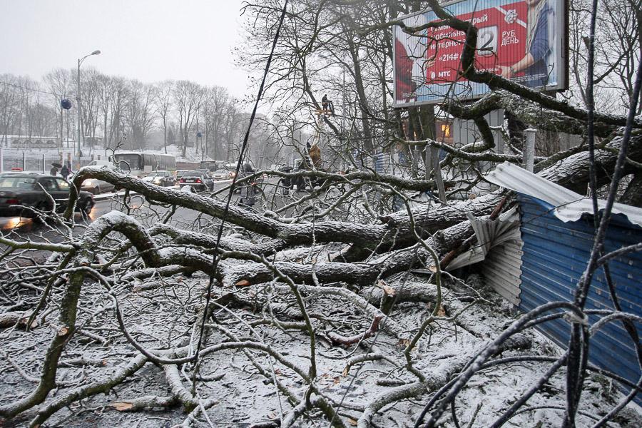 Засыпало: ураган «Ксавьер» принес в Калининград зиму