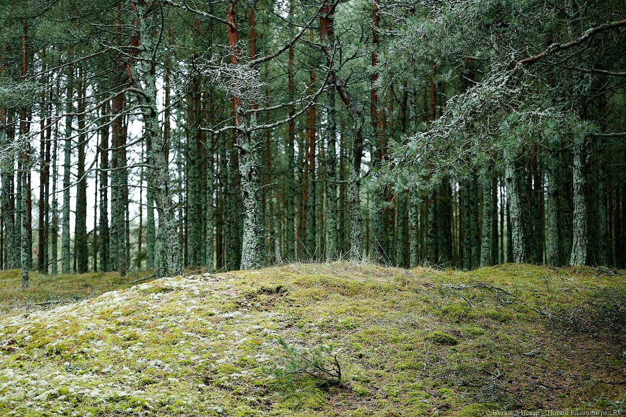 В Калининграде за незаконную вырубку деревьев суд взыскал с компании 18 млн руб.
