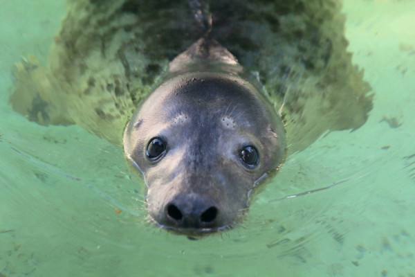 Тюленя Кайюса в Калининградском зоопарке переселили в отдельный вольер из-за «бытовой тирании» (видео)