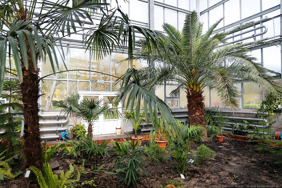 Дом для кактусов: в Ботаническом саду Калининграда открыли оранжерею (фото)