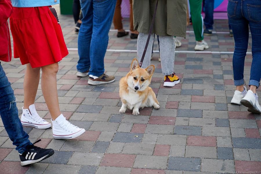 Взять в руку и есть: у Дома Советов прошел городской пикник Kaliningrad Street Food