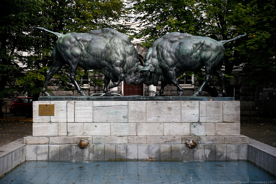 Дырявые зубры: почему легендарные «быки» у КГТУ оказались в заплатках