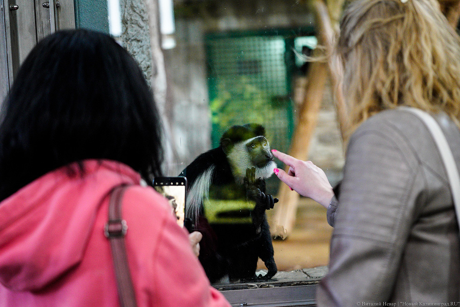 Принц Датский: как орангутан Антон обустроился в Калининградском зоопарке (фото)