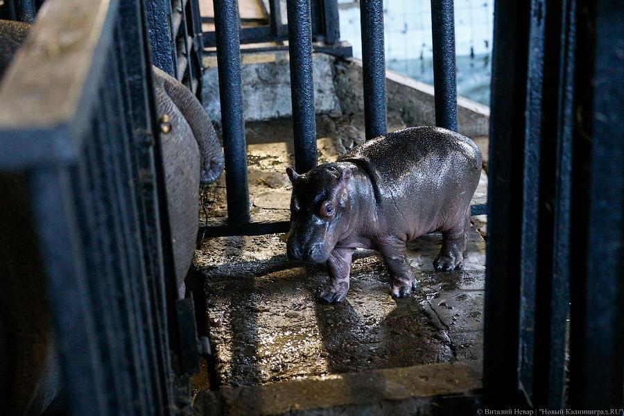 Фото — Виталий Невар, «Новый Калининград.Ru» 