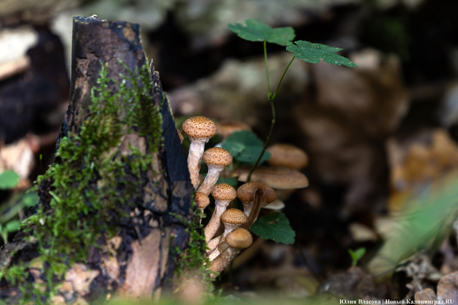 Они пошли: фоторепортаж с открытия «тихой охоты» в Калининградской области (фото)