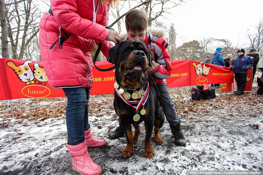 «Праздник для собак»: фоторепортаж из Ботанического сада