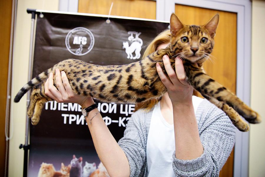 Семейство кошачьих: в «Рыбной деревне» прошла выставка домашних питомцев