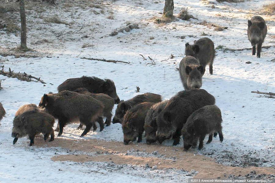 «Со свиным рылом»: как кормят кабанов на Куршской косе