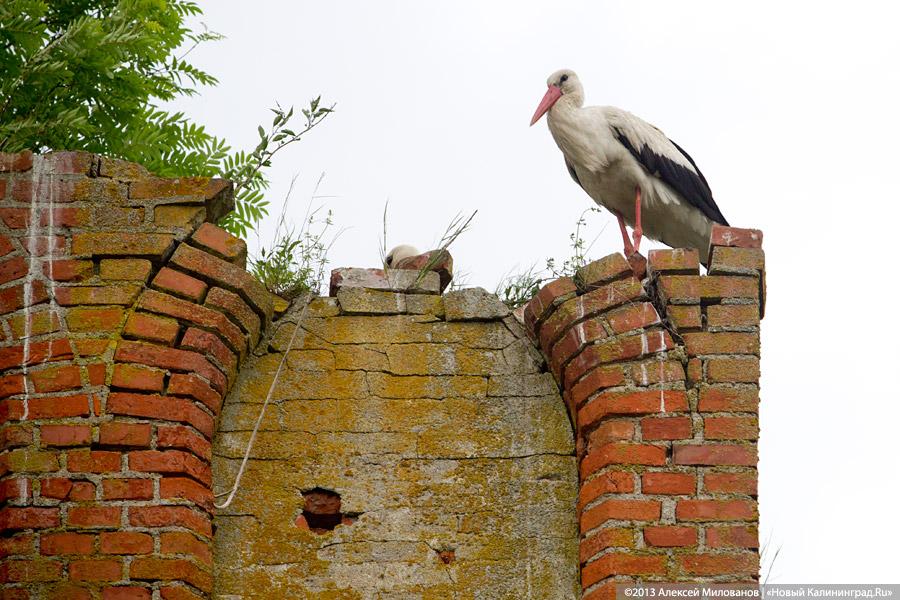 «Если вас это так волнует...»: у руин кирхи в Чехово раскопано немецкое кладбище