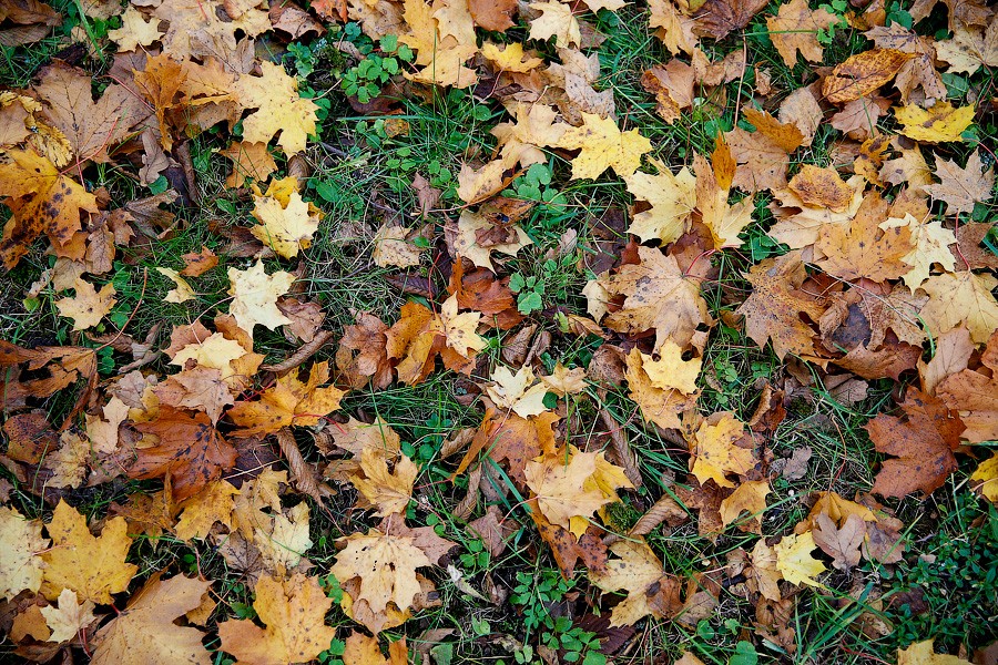 Житель Озёрска незаконно пилил придорожные клёны и получил веткой по голове