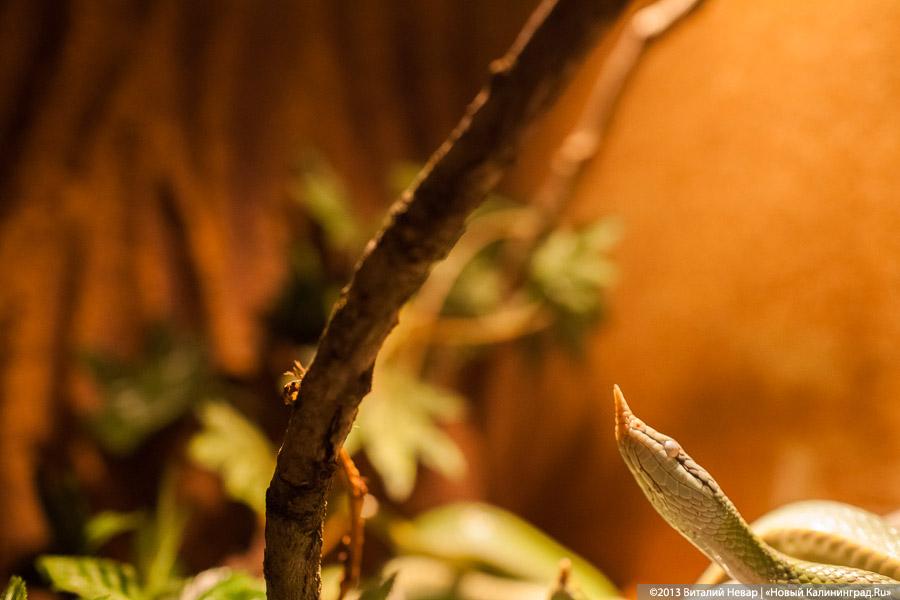 «Зов джунглей»: фоторепортаж с открытия первого калининградского экзотариума